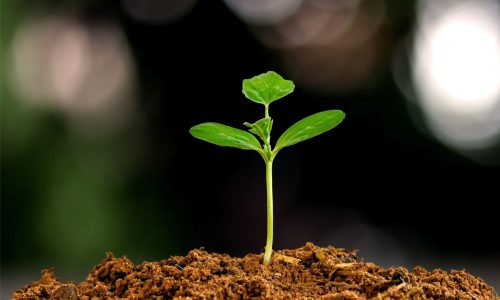 CANM_medi-1 CANM_medi-1