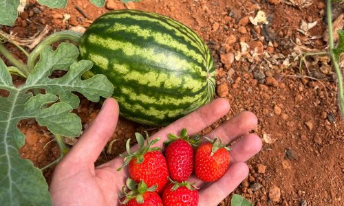 WhatsApp Image 2025-05-16 at 12.25.28 WhatsApp Image 2025-05-16 at 12.25.28