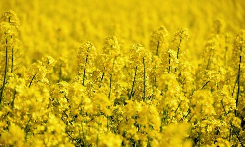 oilseed-rape-5098369_640